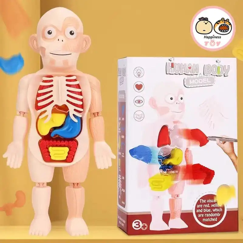 Children Enlightenment Science And Education Human Organ Model Decoration DIY Assembly Medical Early Education Puzzle Model Toy - MEACAOFG