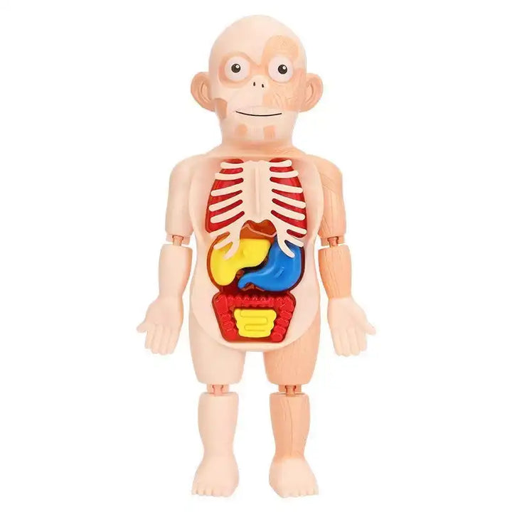 Children Enlightenment Science And Education Human Organ Model Decoration DIY Assembly Medical Early Education Puzzle Model Toy - MEACAOFG