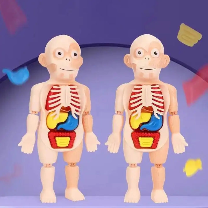 Children Enlightenment Science And Education Human Organ Model Decoration DIY Assembly Medical Early Education Puzzle Model Toy - MEACAOFG