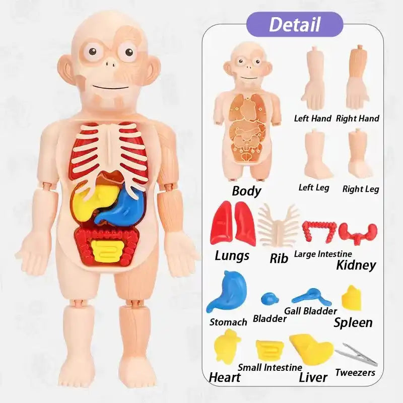 Children Enlightenment Science And Education Human Organ Model Decoration DIY Assembly Medical Early Education Puzzle Model Toy - MEACAOFG