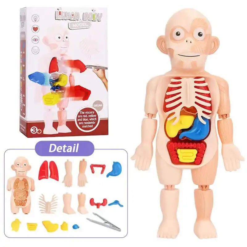 Children Enlightenment Science And Education Human Organ Model Decoration DIY Assembly Medical Early Education Puzzle Model Toy - MEACAOFG